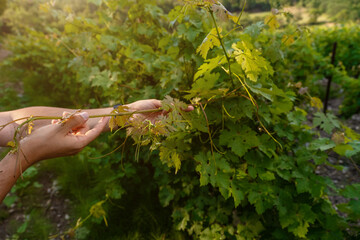 Close up of the hands of a vintner or grape farmer inspecting the grape harvest.