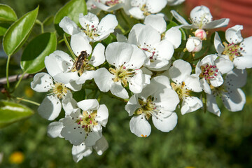 a bee in the spring collects nectar on an apple tree