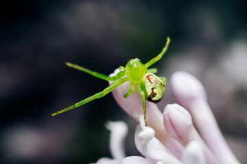 Small green spider on a pink flower Bud, macro photo