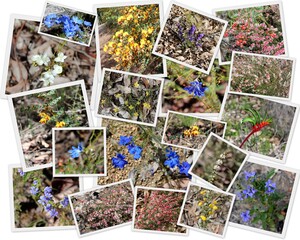 Superb collage of West Australian rare purple pink and blue wildflowers- purple enamel orchids, dampiera, leschenaultia in Wellington national park near Collie ,Western Australia in early spring.