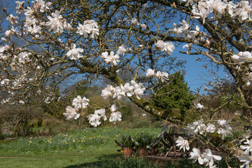 Spring Flowering Deciduous Magnolia Tree (Magnolia x loebneri 'Merrill') Growing in a Country Cottage Garden in Rural Devon, England, UK