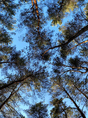 Landscape . A look up at the crowns of trees. The tops of the trees against the blue sky. Mobile photography, vertical.