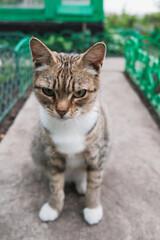 domestic cat walks on the street and sits on the ground