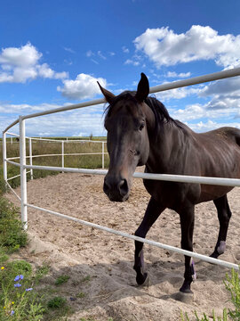 Horse.Brown horse on a background of a blue sky with white clouds. Brown horse for a walk. Equestrian sport concept. Mobile photography, vertical.