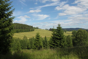 Fototapeta premium landscape with trees and clouds