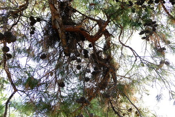 tree in the forest