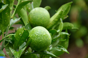Fototapeta premium the green ripe grapefruit with leaves in the garden.