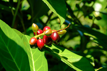 Reife giftige Beeren an einem Busch Lorbeerkirsche / Kirchlorbeer (Lat.: Prunus laurocerasus) im...