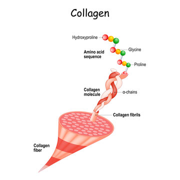 collagen Structure