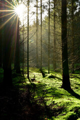 Coniferous forest with the ground covered with moss in the light of the summer sun