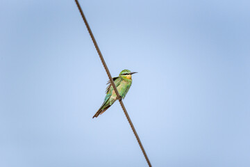 bee eater sitting on the wire 