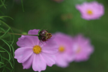 A close up of a flower