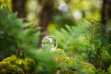 Glaskugel im Wald