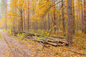 Fototapeta premium Fallen trees in the forest. autumn landscape in the forest.mist, haze, smoke, toman. yellow trees. Maple tree with gold foliage in foggy forest. picturesque autumn scene stock photo. Mysterious forest