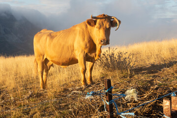 COW IN THE MOUNTAIN