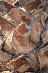 Trunk of the palm, close-up detail