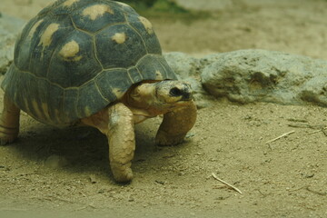 Radiated tortoise with star shaped pattern on its shell is walking on the ground. Close up size.
