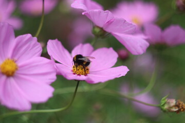A close up of a flower