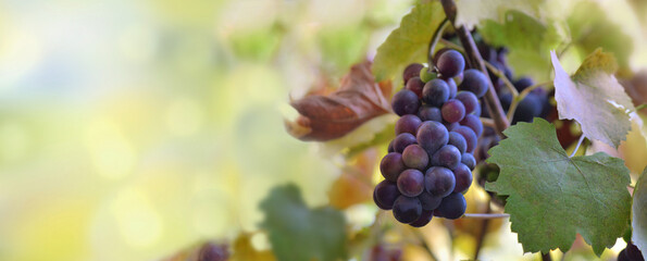 panoramic view on a black grapes growing in vineyard