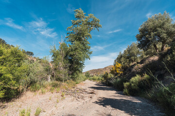 Fototapeta na wymiar dry river with vegetation and trees on the margin