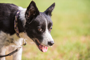 Photo of a Border collie in the park