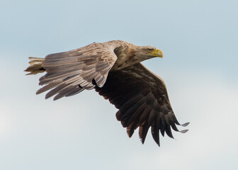 Seeadler