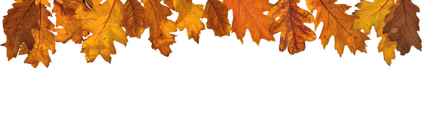 Naklejka na ściany i meble golden autumnal leaf of oak tree in panoramic view on white