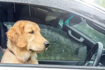 Brown dog (Golden Retriever) sitting in the car at the raining day