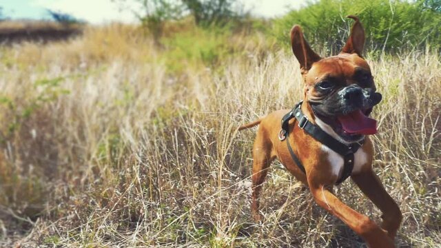 Boxer dog jumping out in the high grass. Slow-motion