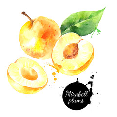 Watercolor mirabelle plums fruit illustration. Vector painted isolated superfood on white background