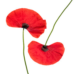 Two fresh  red poppies, close up