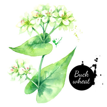 Watercolor buckwheat herbs illustration. Vector painted isolated superfood on white background