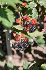 Closeup of a bramble bush growing delicious wild blackberries