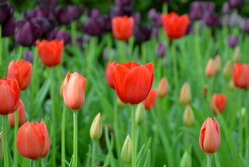 Obraz premium Rote Tulpen