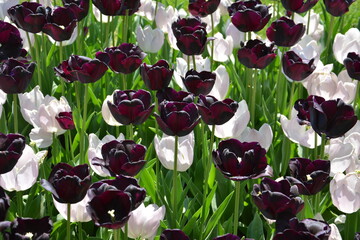 Weiße und violette Tulpen