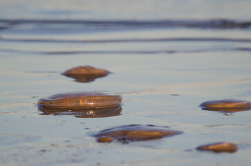 JELLYFISH - Sea creatures on the beach