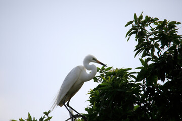 중대백로가 보이는 아름다운 풍경