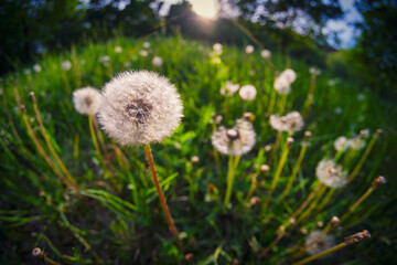 Dandelion seeds in meadow at summer. High contrast picture.