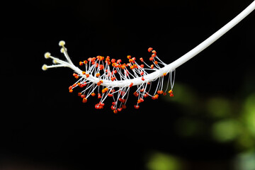 Hibiscus © Stephan von Mikusch