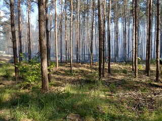 Obraz premium Waldbrand 