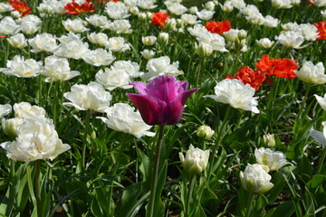 Violette Tulpe vor weißen und roten Blüten