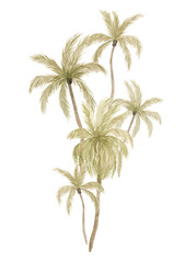 Watercolor compositions with palm tree in green color isolated on white background. Coconut and banana trees. Vintage illustration elements. Floral jungle.