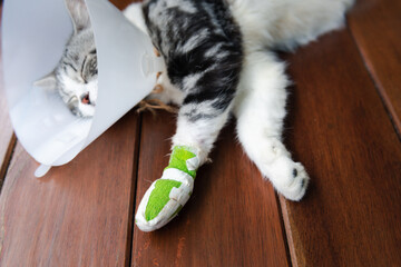 A broken leg cat  wearing  Elizabethan collar to protect licking his leg splint sleep on wooden floor