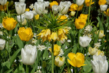 Gelbe Kaiserkrone vor gelben und weißen Tulpen