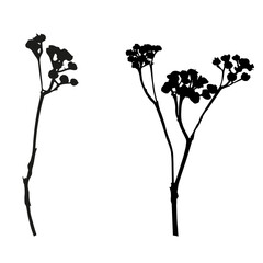 Vector flowers isolated black. Realistic hand drawn flower illustration set on white background.