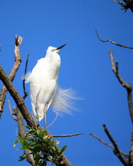 중대백로가 보이는 아름다운 풍경