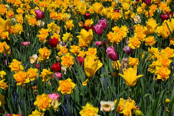 Obraz premium Tulpen und Narzissen