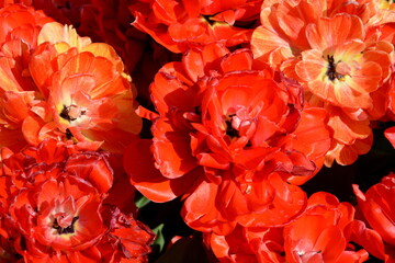 Orange-rote Tulpen