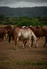 Horses feeding on a field     