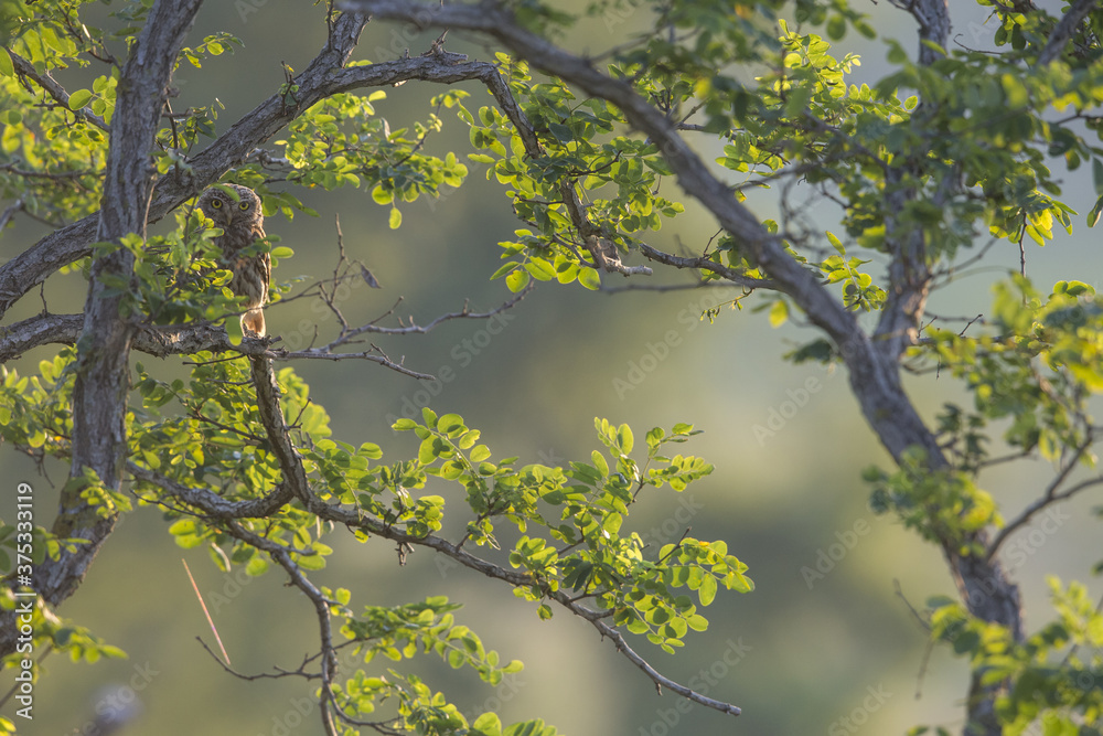 Canvas Prints Closeup shot of  the little Owl perched on a tree branch